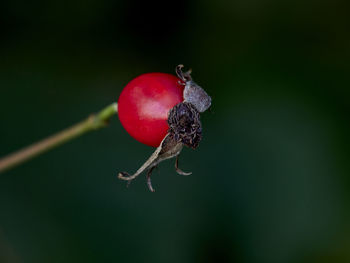 Close-up of red berries growing on plant