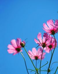 Close-up of pink cosmos flowers against blue sky