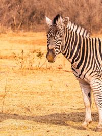 Zebra standing on field