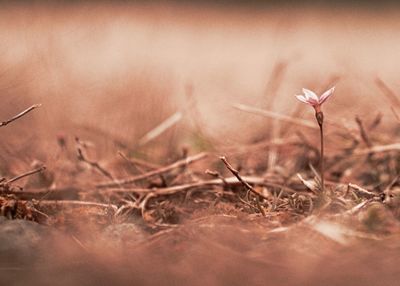 Close-up of dry plant on field