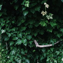 Close-up of lizard on plant
