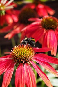 Close-up of bee pollinating on pink flower