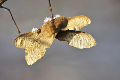 Close-up of dried plant