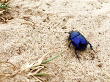 High angle view of insect on land