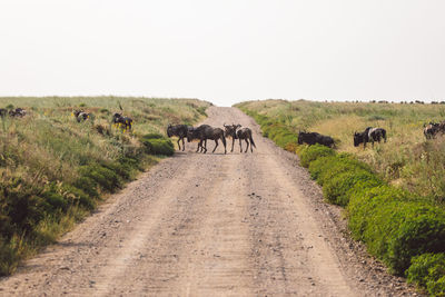 Gnu antelopes crossing the road