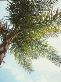 Close-up of tree against sky