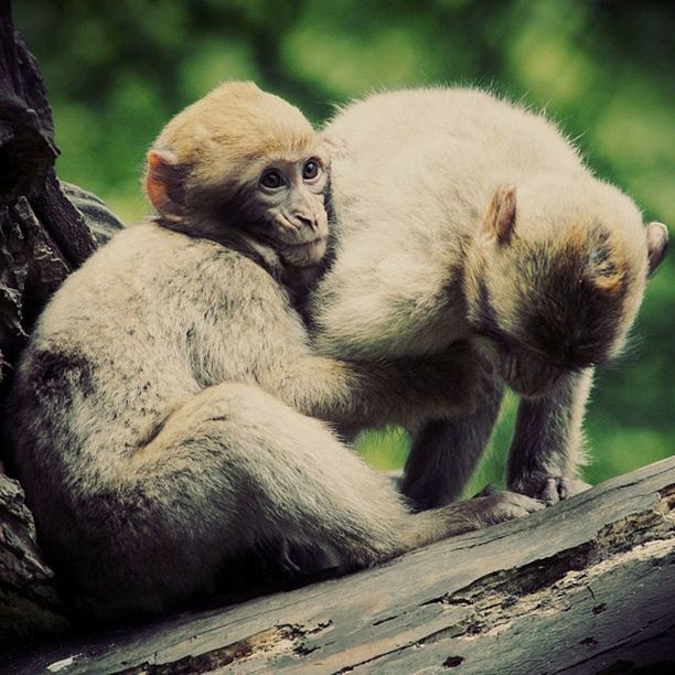 Macaques