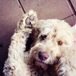 Close-up portrait of a dog