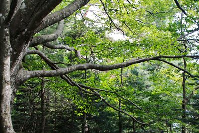 Low angle view of trees in forest