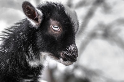 Close-up of a cat looking away
