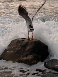 Seagull flying over rock