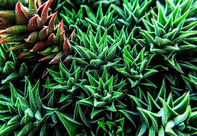 Full frame shot of succulent plant on field