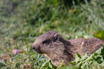 Close-up of rabbit on field