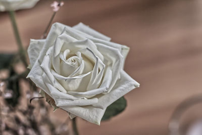 Close-up of white rose