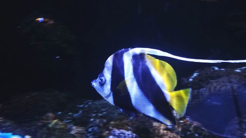 Close-up of fish underwater