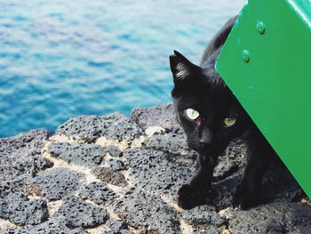 Portrait of black cat on rock by lake