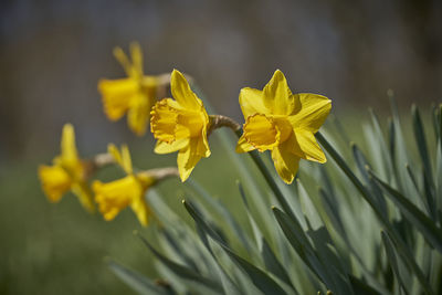 Close-up of yellow flowering plant on field