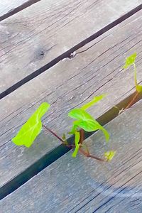 High angle view of plant growing on wood