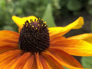 Close-up of yellow flower