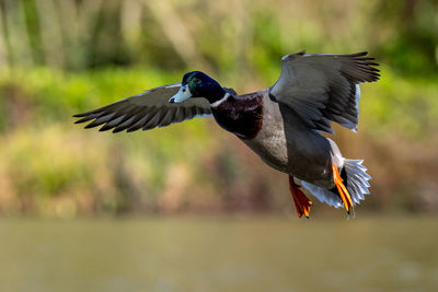 Close-up of bird flying over lake