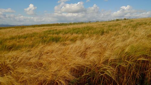 Scenic view of wheat field against sky