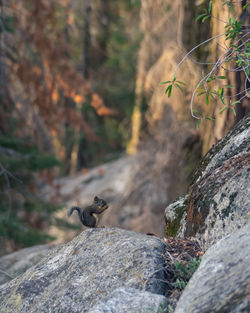 High angle view of squirrel eating on rock in forest