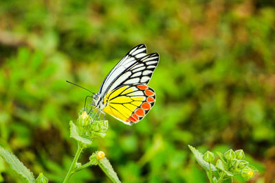 Butterfly pollinating flower