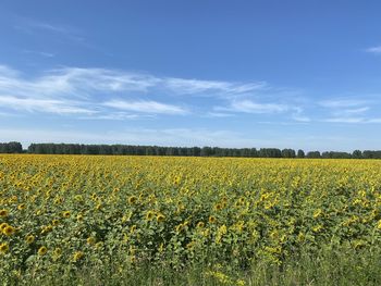 Scenic view of agricultural field against sky