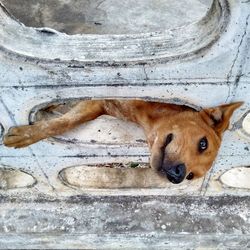 Close-up of dog looking through window