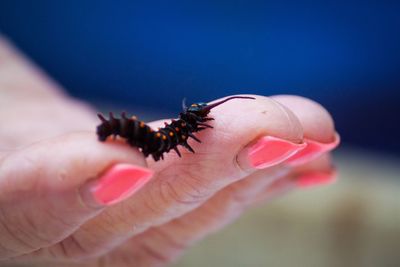 Cropped hand of woman holding caterpillar