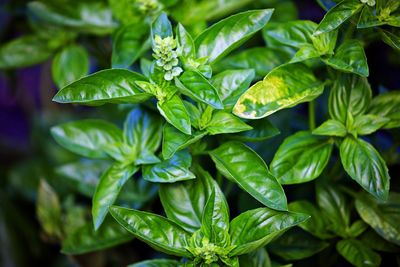 High angle view of fresh green leaves