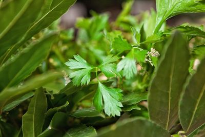 Close-up of fresh green leaves