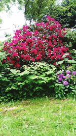 Pink flowers blooming on tree