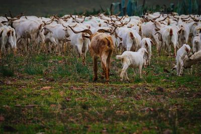 Sheep grazing on field