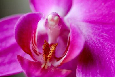 Close-up of pink flower