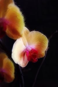 Close-up of yellow flowers