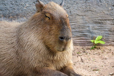 Close-up portrait of a rabbit