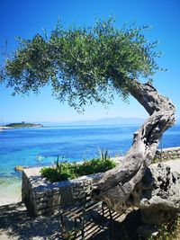 Tree by sea against clear blue sky