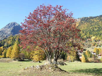 View of flowering trees on field during autumn