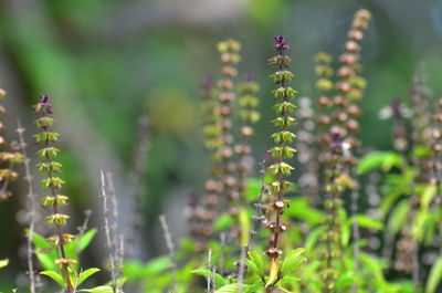 Close-up of flowering plant