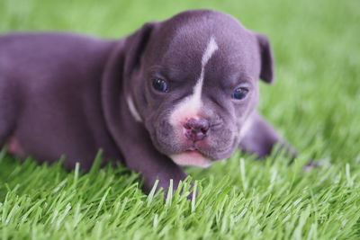 Portrait of puppy on grassy field