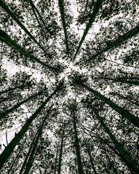 Low angle view of bamboo trees in forest