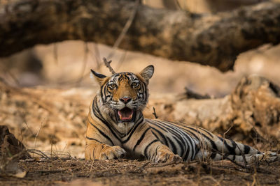 Close-up of a cat on ground