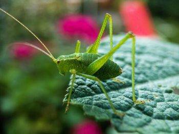 Close-up of insect on leaf