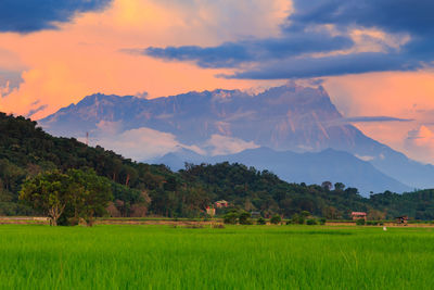 Scenic view of agricultural field against sky during sunset