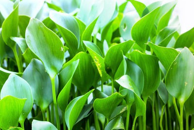 Full frame shot of fresh green plants