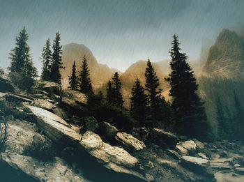 Close-up of tree against sky