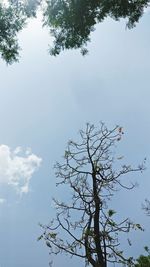 Low angle view of tree against sky