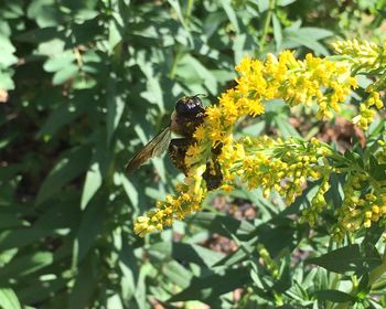 Close-up of bee on yellow flower