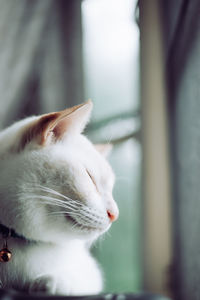 Close-up of cat looking through window